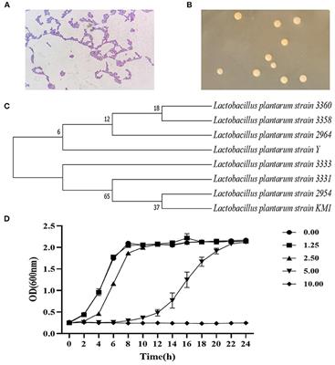 Antioxidant Mechanism of Lactiplantibacillus plantarum KM1 Under H2O2 Stress by Proteomics Analysis